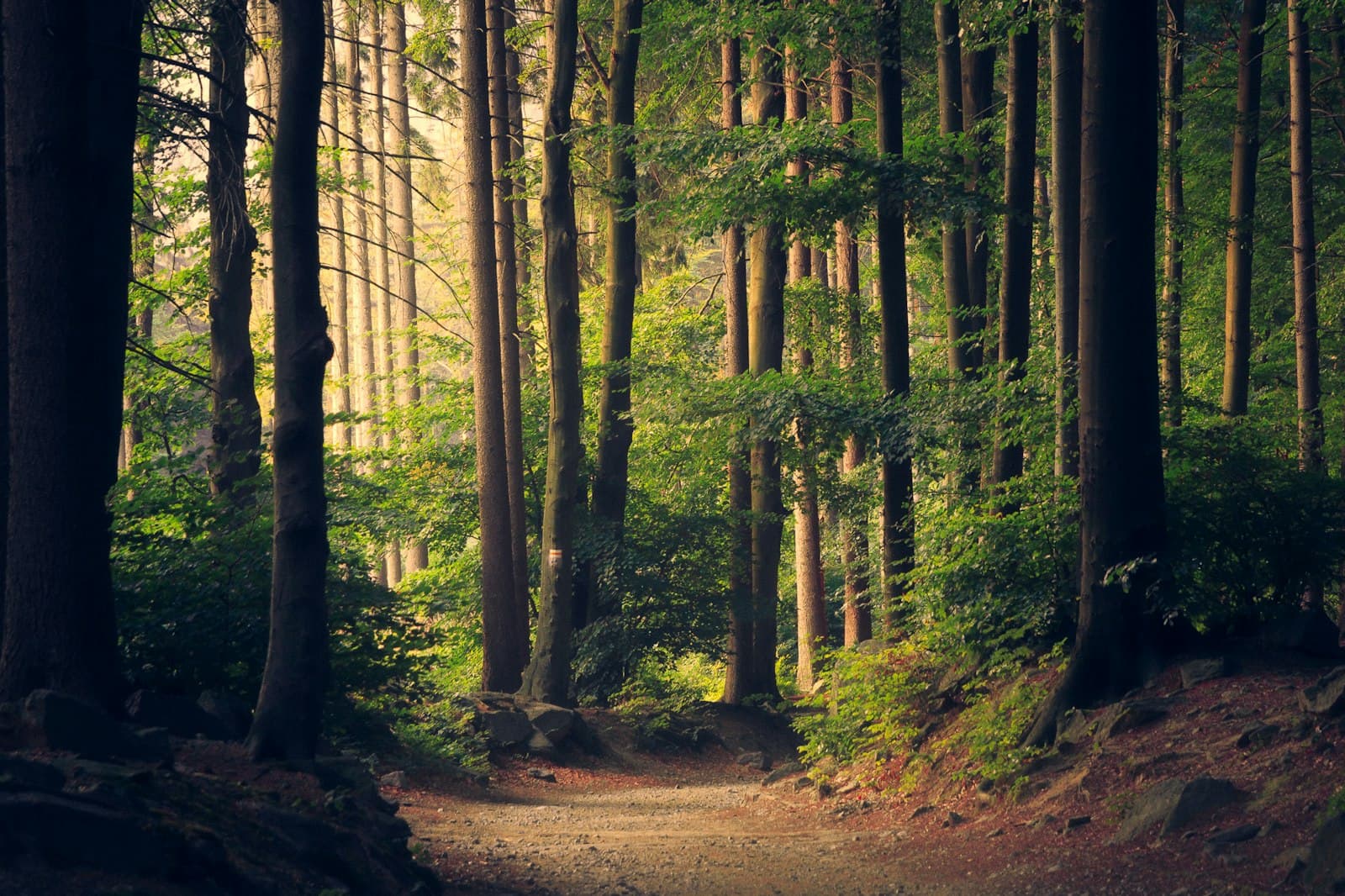 Licht durchfluteter Waldweg im sanften Nebel.